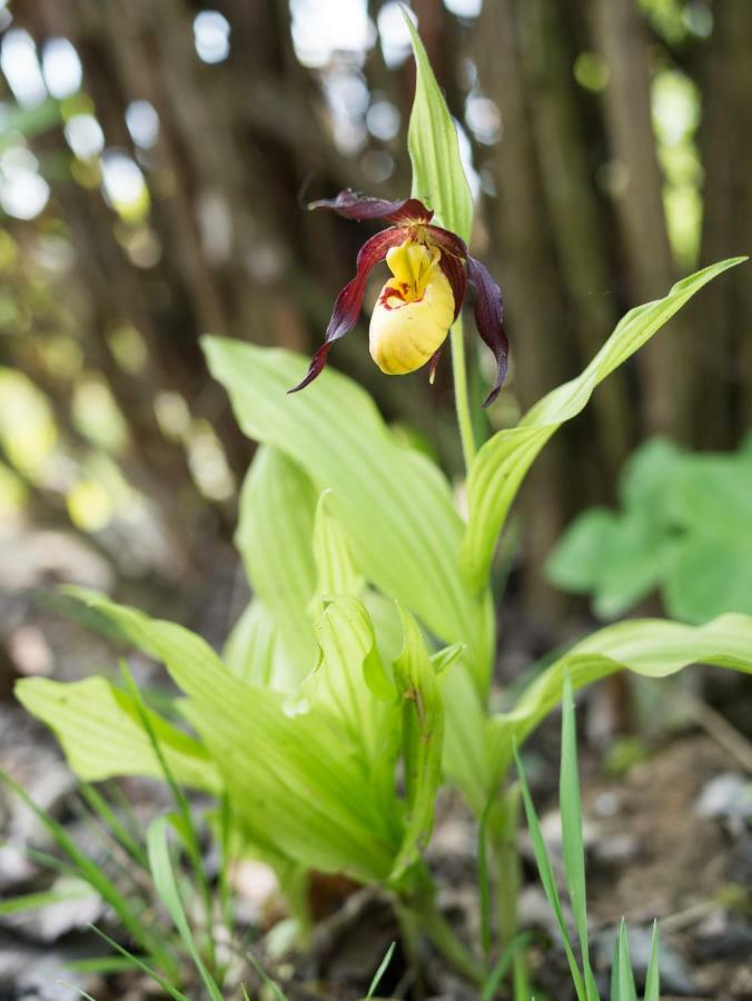 Ferienhaus Blumenparadies Stainz Ngoại thất bức ảnh