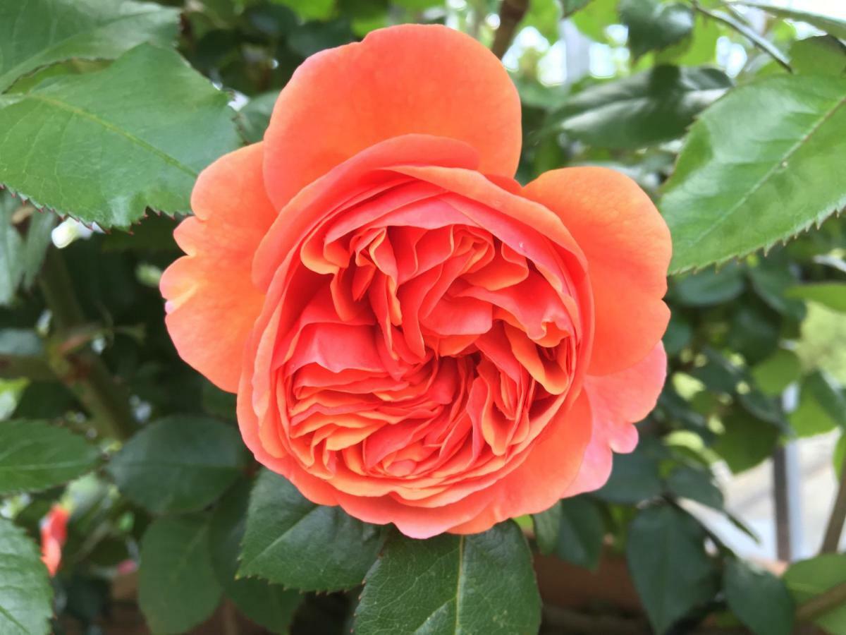 Ferienhaus Blumenparadies Stainz Ngoại thất bức ảnh